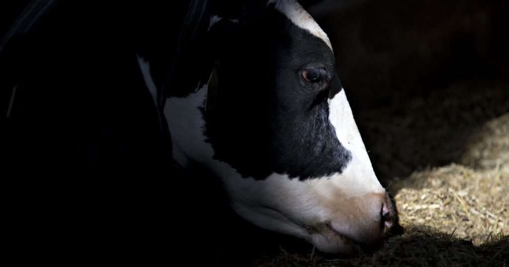 Should you be worried about the bird flu? What experts say after Texas dairy worker’s infection