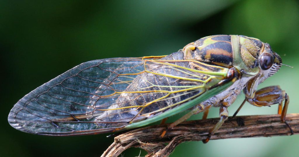 “Cicada-geddon” insect invasion will be biggest bug emergence in centuries
