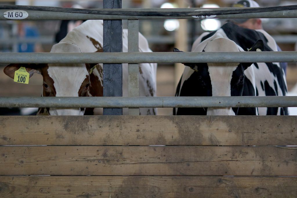 Bird flu spreads cow-to-cow and to one human in Texas • Nebraska Examiner
