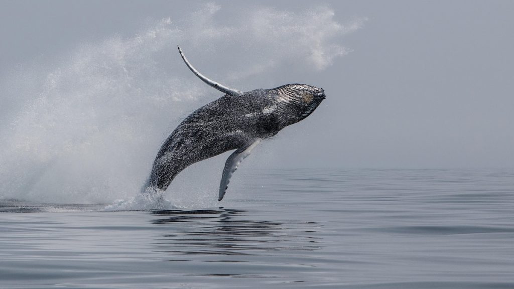 Why did a humpback whale capsize a boat? Here’s what really happened.