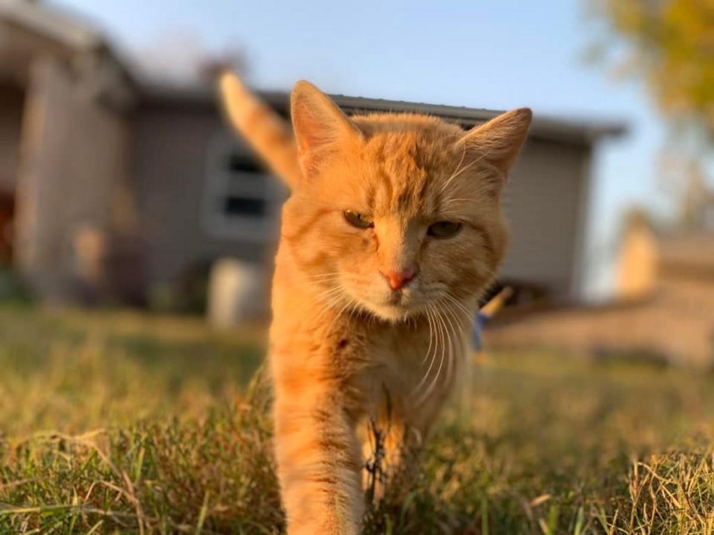 Iowa’s Cutest Kitties on National Cat Day [GALLERY]